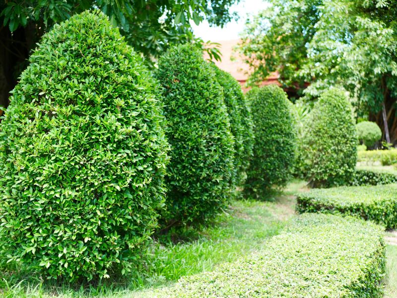 Quality of Boxwood