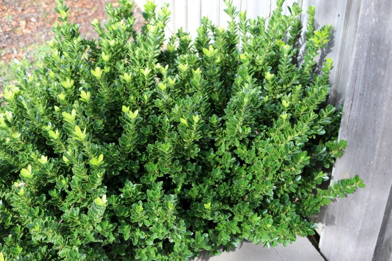 Boxwood Trimming
