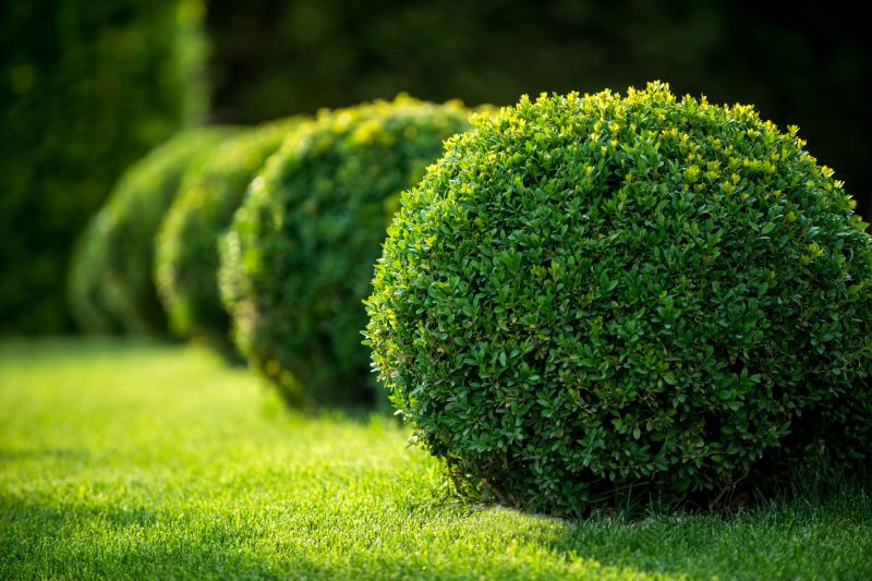 Healthy Boxwood