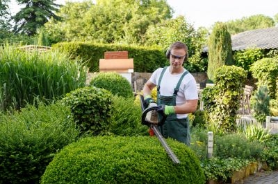 Boxwood Trimming in Spring