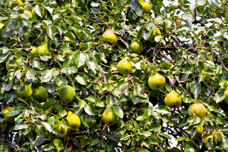 Bradford Pear Tree Pruning in Doylestown, PA