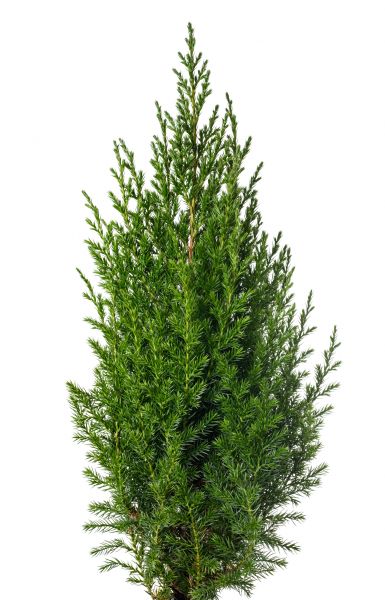 Juniper Plant Removal