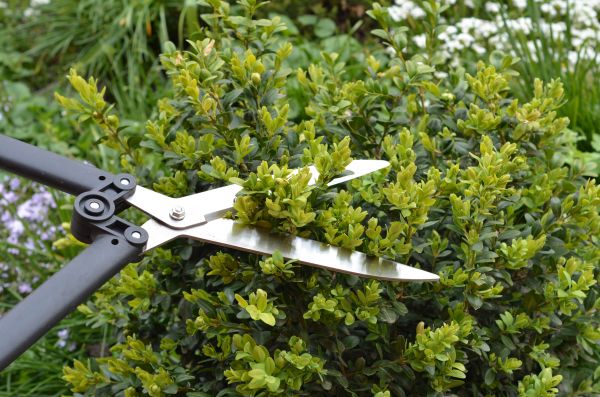 Grow your Boxwood Trimming business