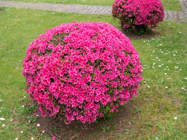 Rhododendron Pruning